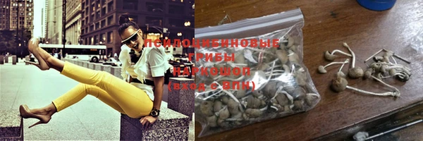 стаф Богданович